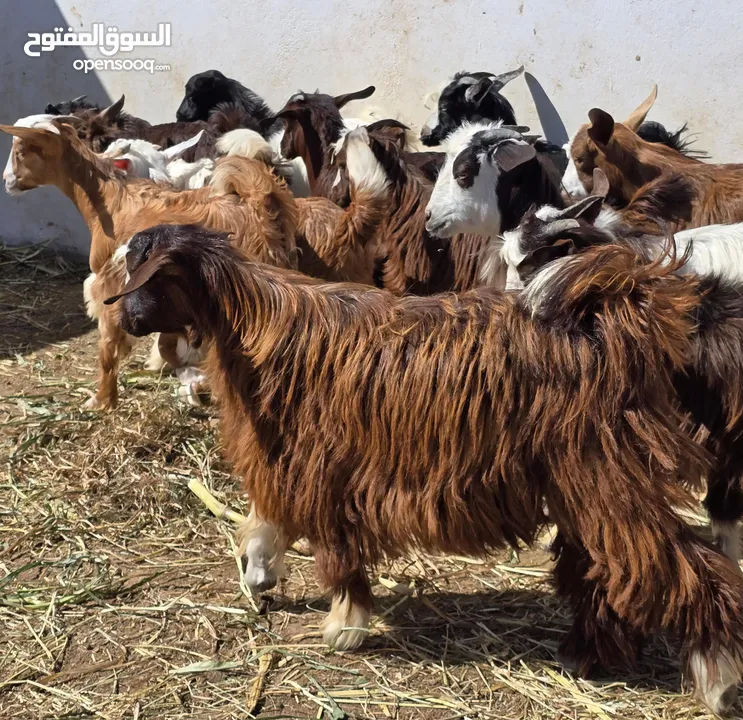 جدايا جباليات كبار وسمان ما شا الله عليهن الي يدور ذبايح الله يبارك ع 48 ف الرأس بالجمله وتنقي ع 58