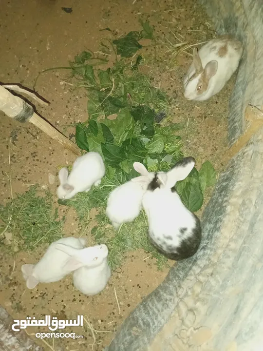 أرانب بلدي