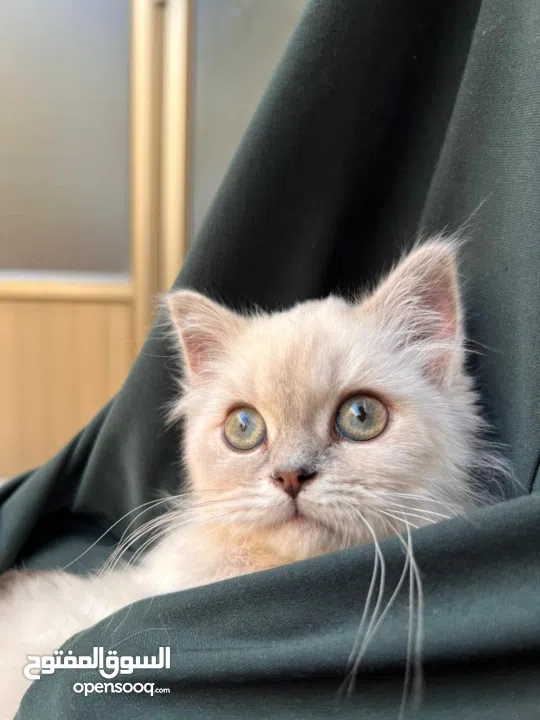 قطة سكتش ستريت