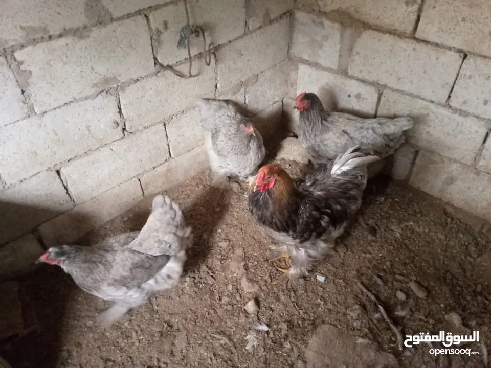 بيت دجاج براهيم وباكستاني