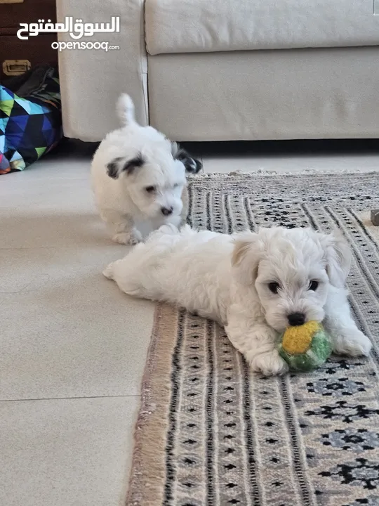 havanese female 2 month old puppy