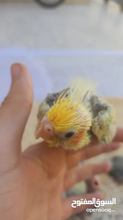 cockatiels baby available