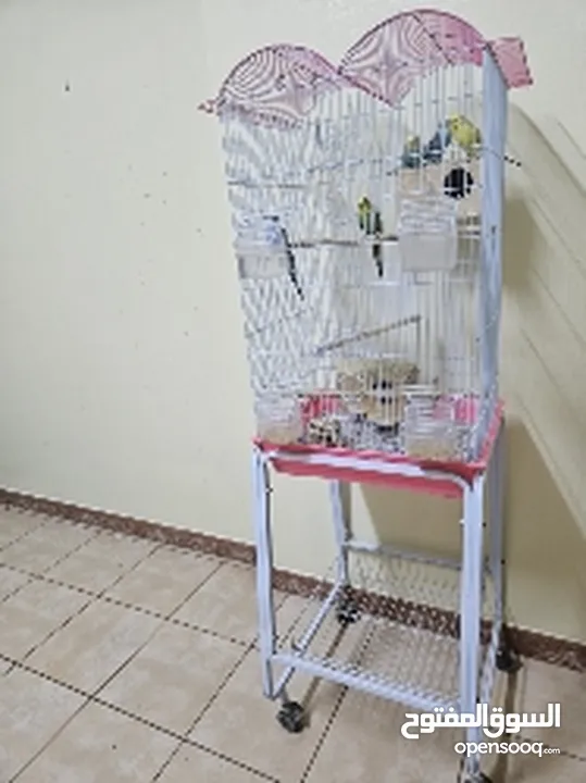 Budgie - 3 males 2 females