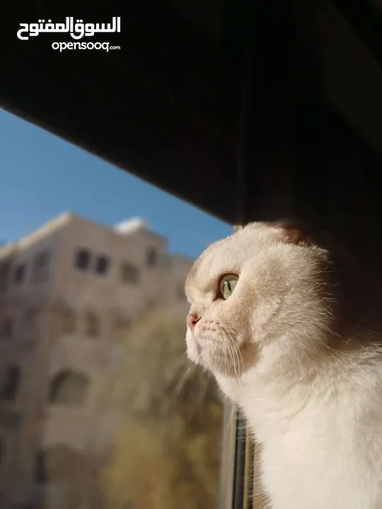 قط سكوتش فولد للتزاوج