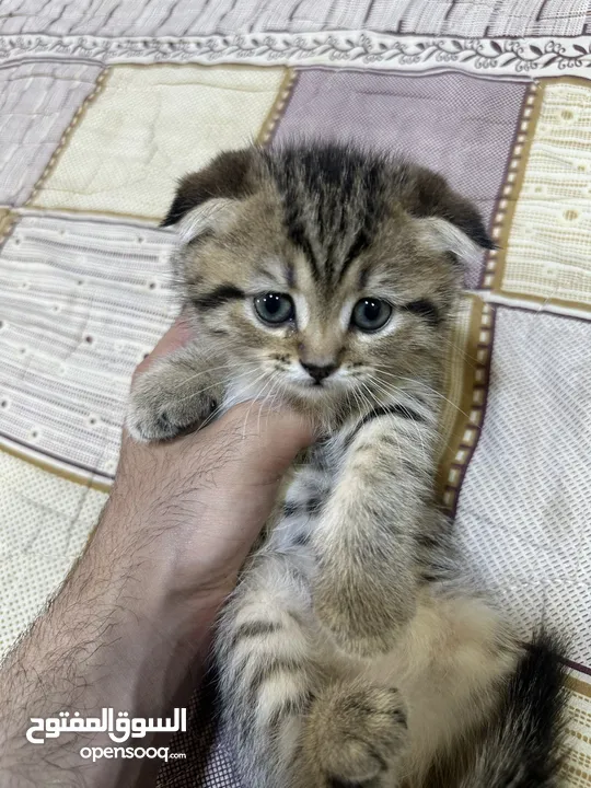 سكوتش فولد وستريت
