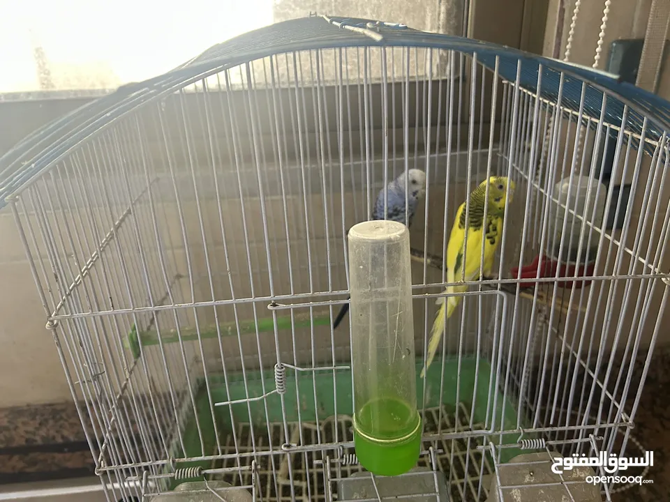 6 حبات حب بسعر حرق