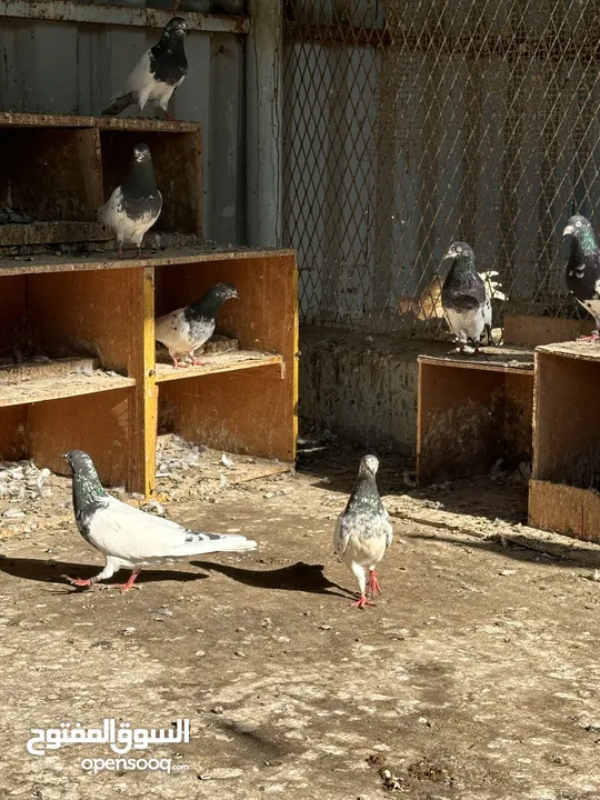 Pakistani Pigeons ( Teddy And Rampuri)