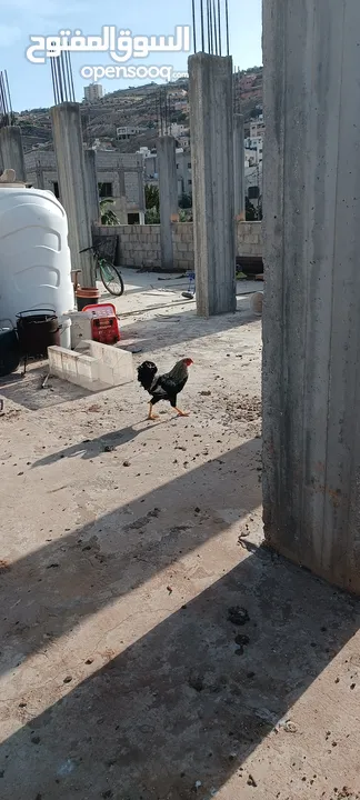 دجاج للبيع