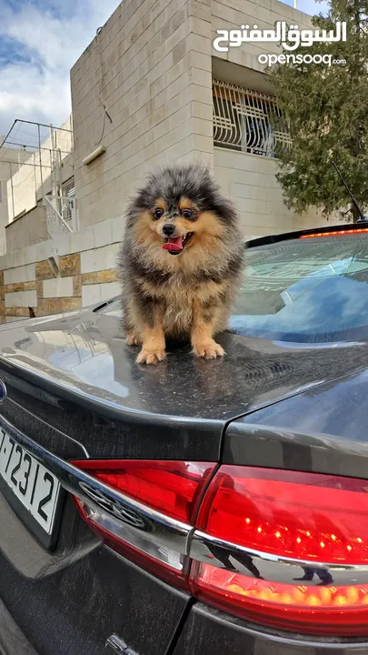 كلب بومارينيان بالوان مميزة للبيع