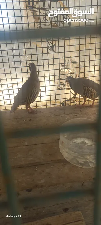 حجل للبيع ذكور عدد2 واحد ابيض  واجد بلدي