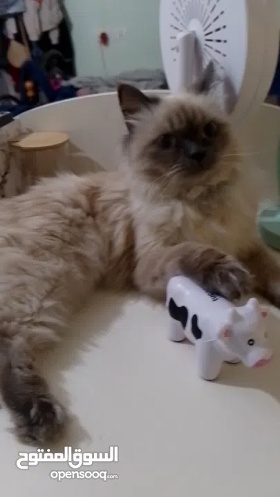 قطة هملايا انثى لتزاوج عمرها سنة