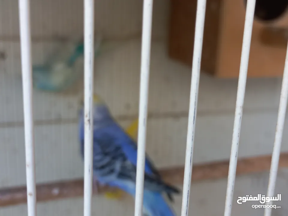 Budgies pair