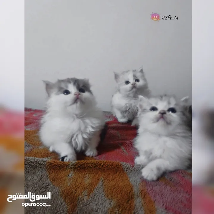 شيرازي&كيلوكي