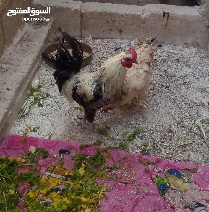 ديك بلديه للبيع سعر 12 دينار