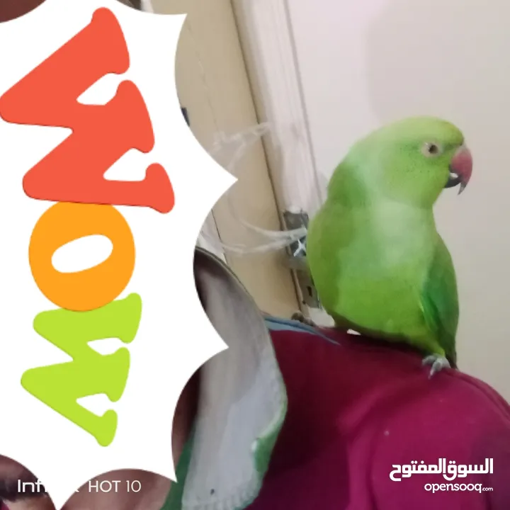 طير درة للبيع
