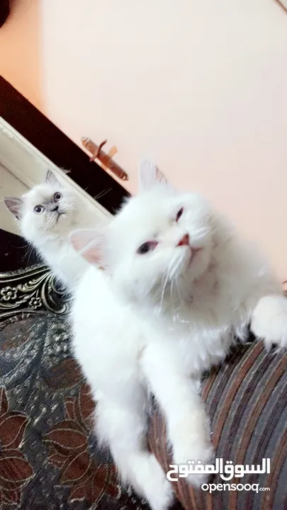 انثى شيراز هملايا عمر شهرين وذكر هملايا اورانج عمر 3شهور