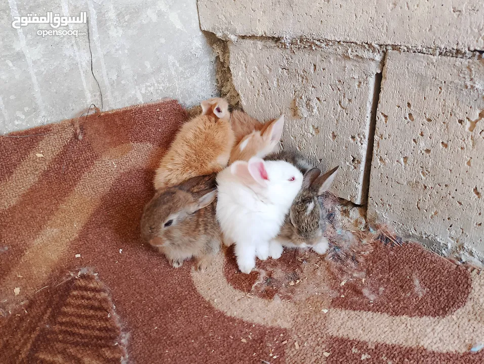 ارانب بلدي فرنسي عمر شهر للبيع صحه ممتازه جدا وتربيه منزل وتب نظافه الرجاء عدم اجراء المكالمات     .