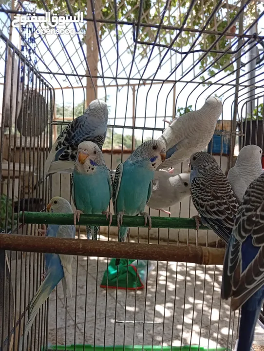 10 طيور حب طفرات جميله ونادرة  تبارك الله