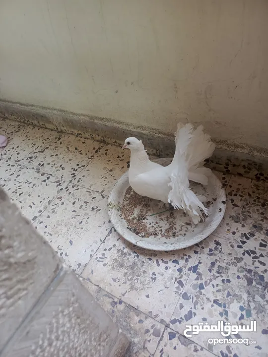 جوز حمام للبيع شغال  في فحل للبيع