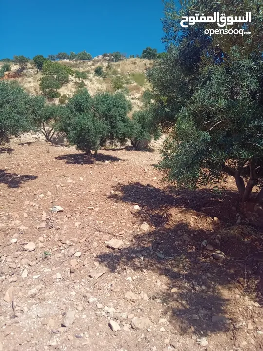 مزرعة للبيع من اراضي غرب عمان  منطقة البصة (ابو السوس ) للبيع بسعر مغري