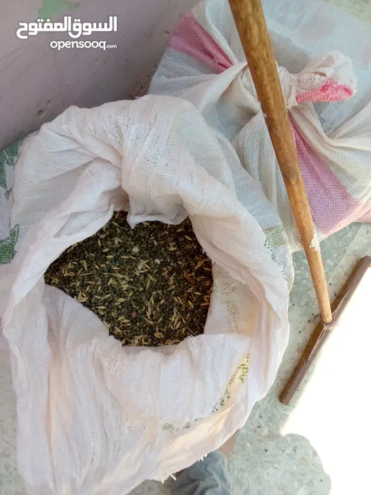 يوجد حب بيقا للبيع تقريبا 250كيلو