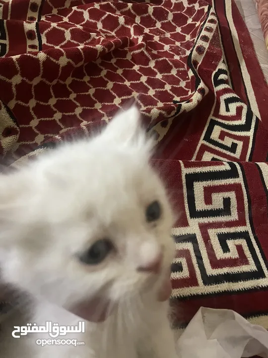 3 قطط شيرازي صغار للتبني مع الأم