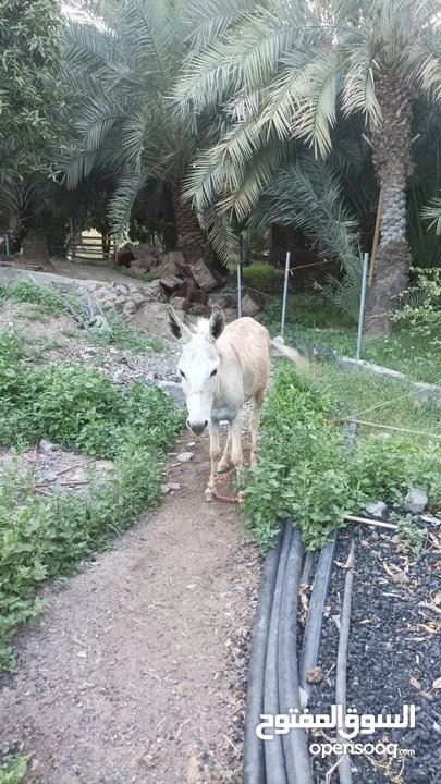 احمار اصيل لي البيع مادب امورو طيبه وكلشي صاحي فيه