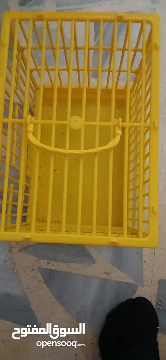طيور حب [بادجي] عدد 2 متوالفين و بصحه و نظافه و نشاط  تبارك الله