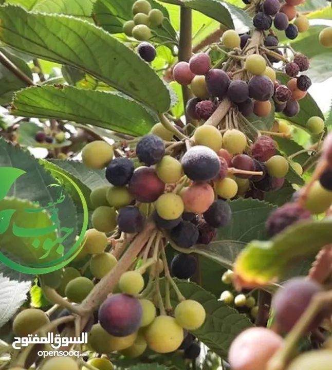 بيع شتلات بوت/كرز/بشملة/لوز/كازو/موز عملاق وأحمر/سدر مقضماني/بوت باكستان ، وبرقوق .. وغيرهن