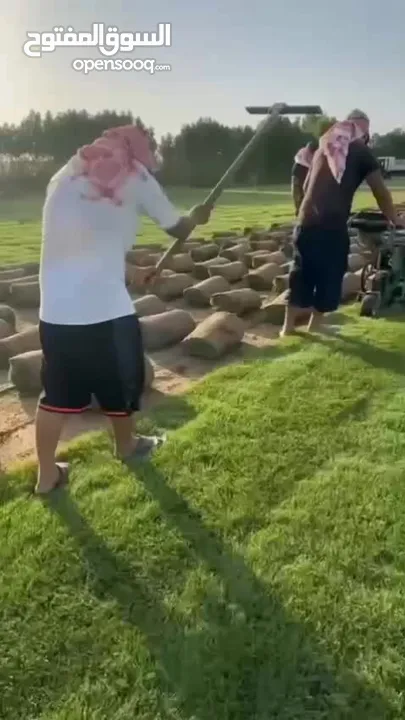 نجيل ديكوندرا ونجيل طبيعي