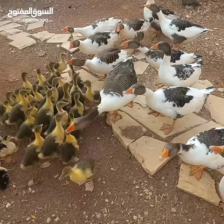 وز للبيع جميع الأعمار