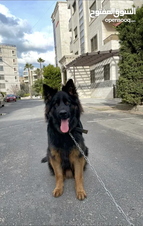 German shepherd pure long hair big size male