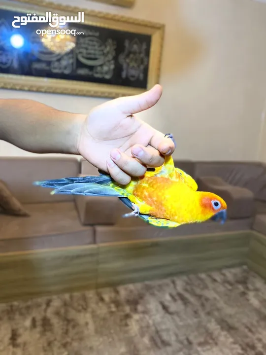ببغاء صن كنيور عباره عن لعبه  تفاصيل عبر الرقم