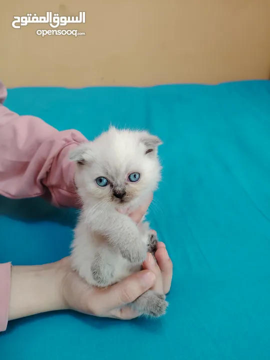 كيتنز سكوتش فولد بيرفكت بيور للبيع  kittens scotch fold perfect pure for sale