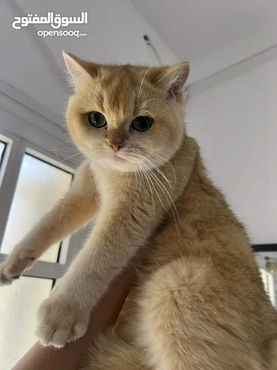 قطتان جميلتان تبحثان عن بيت دافئ  Two lovely cats looking for a loving home