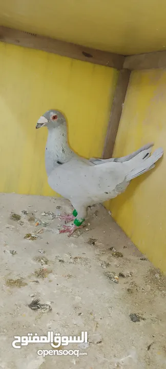الحمام البيع في السلط