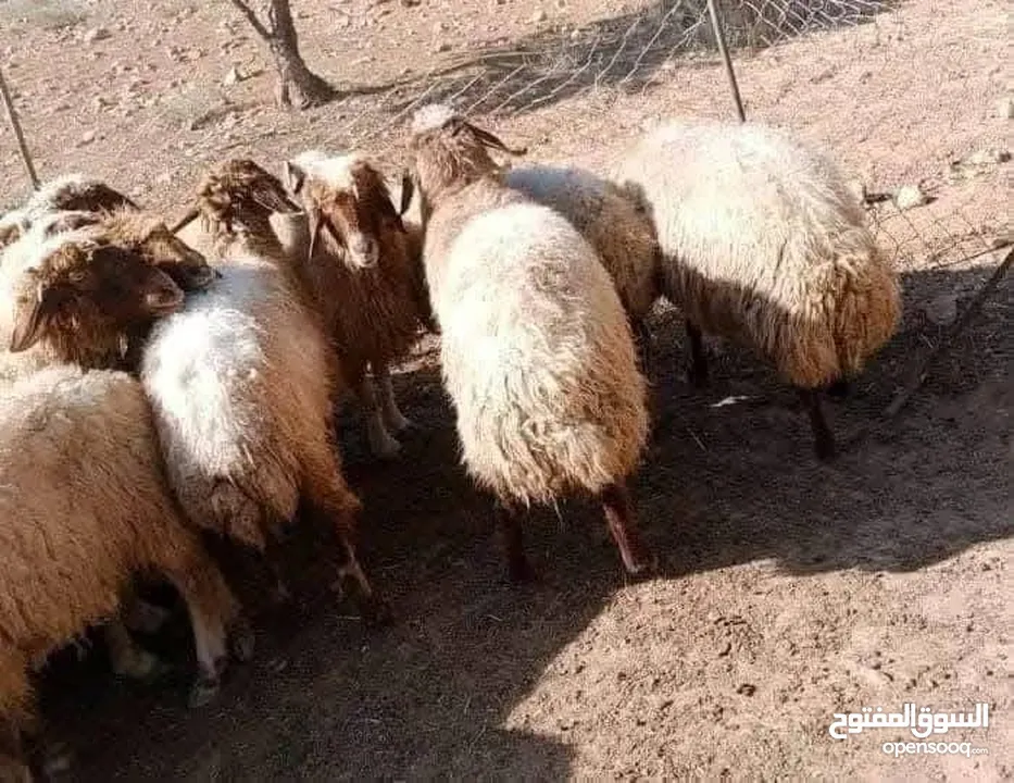 نبدأ بصلاة عل رسول الله - عرووووض  -عرووووض عروووض-  بمناسبة عيد الاضحى المبارك