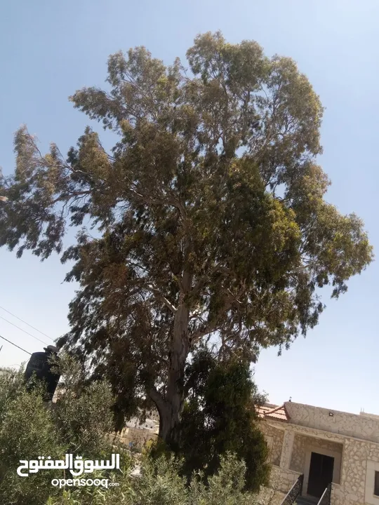 حطب زيتون/لوزيات ناشف