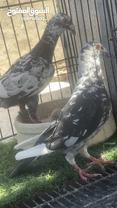 حمام كش و زق