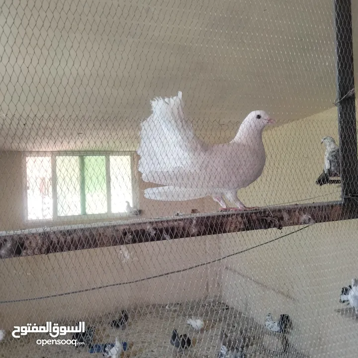 حمام للبيع
