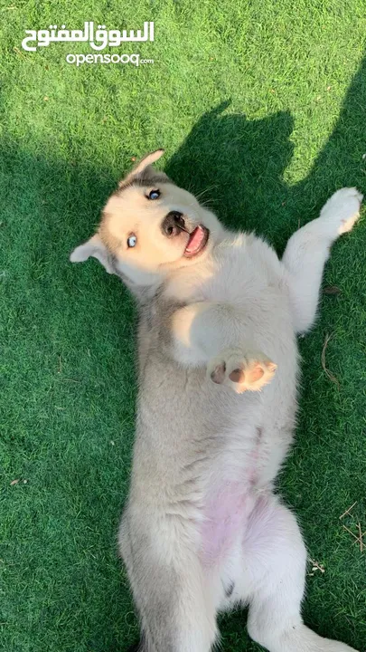 Siberian husky with blue eyes