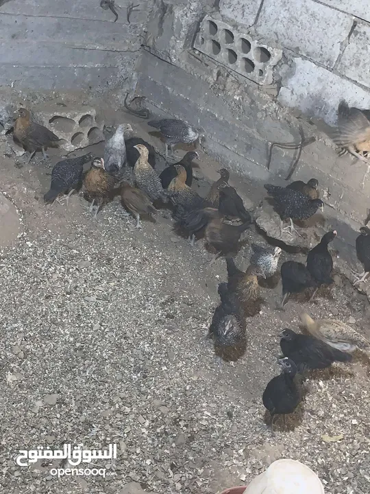 صيصان بلدي وبندوق براهمي...فراخ حبش هولندي جامبو...فراخ وديوك بلدي وباكستاني وفيومي ذهبي واسود
