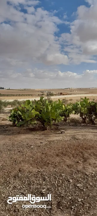 ارض زراعي في منطقة ضبعه في الأردن 65 دونم للبيع