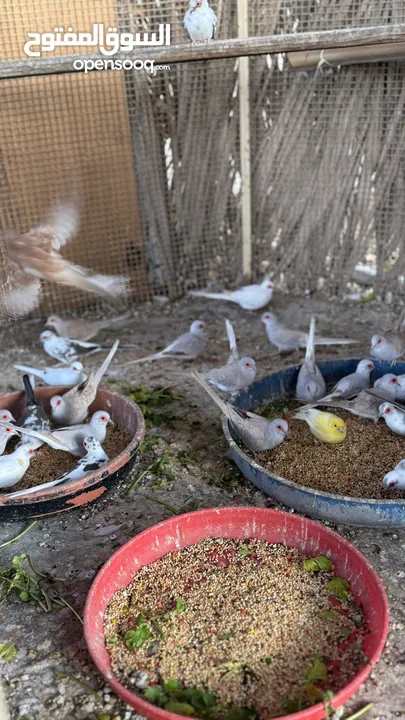 Dove bird pigeon دوف مكس للمهتمين للتربية منتج