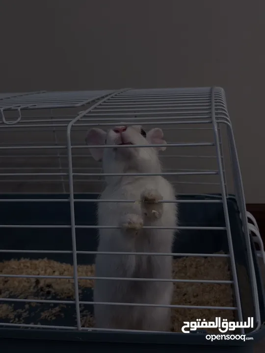 Selling a Dwarf Rex Mix Rabbit