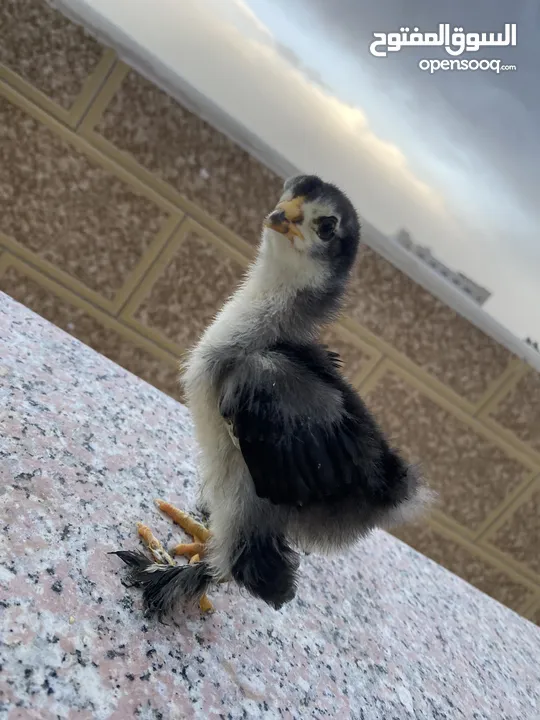 صيصان براهمي لبيع