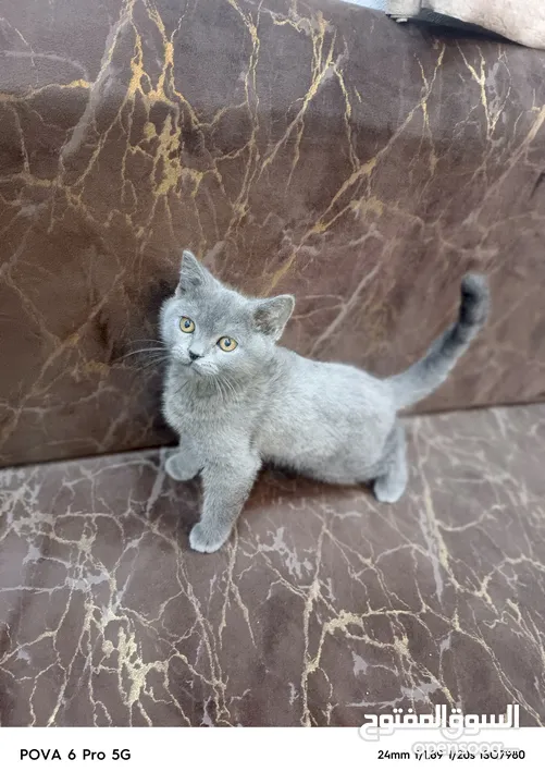 سكوتش ستريت عمره 3شهور بسعررر رمزززي
