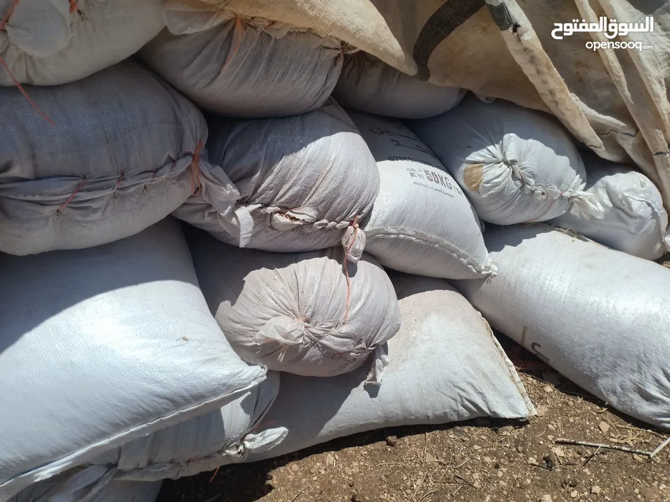 تبن بيجة وزن الشوال 13/14/15