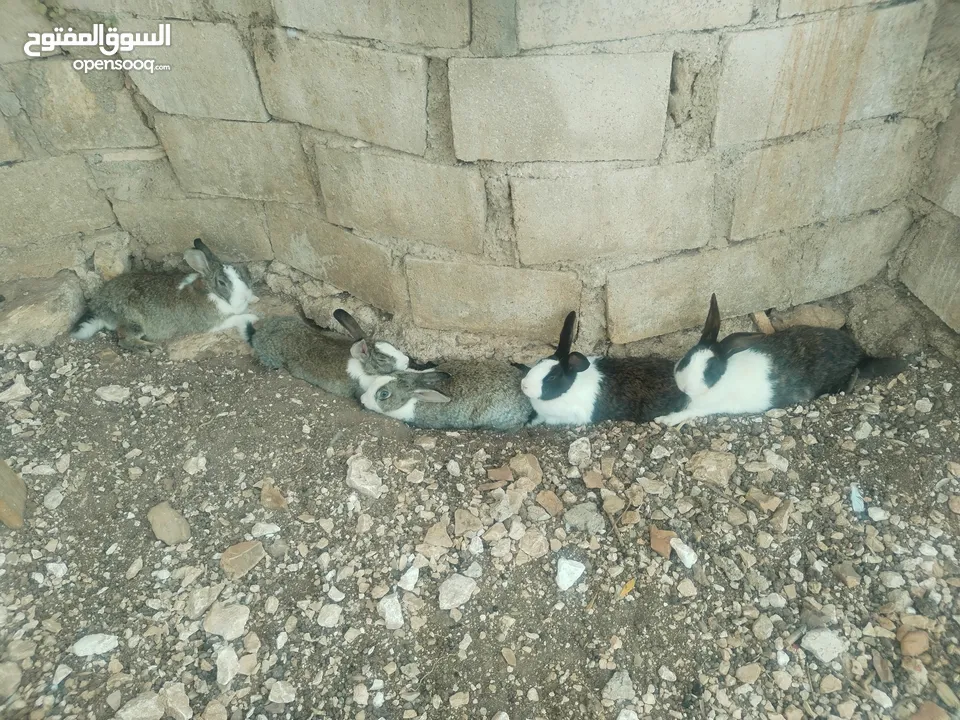 ارانب بلدية شغالة 5 أنثى و1ذكر شغالات مية بالمية