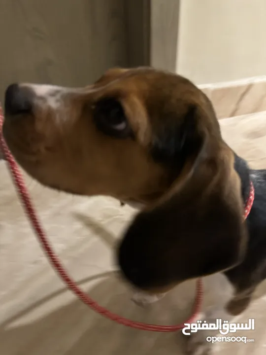 Beagle puppy: 2,000 qar (price negotiable)